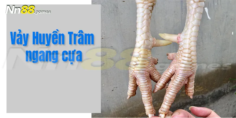 Vảy gà huyền trâm ngang cựa khá hiếm gặp nhưng nếu chiến kê sở hữu nó thì sẽ đá rất hay