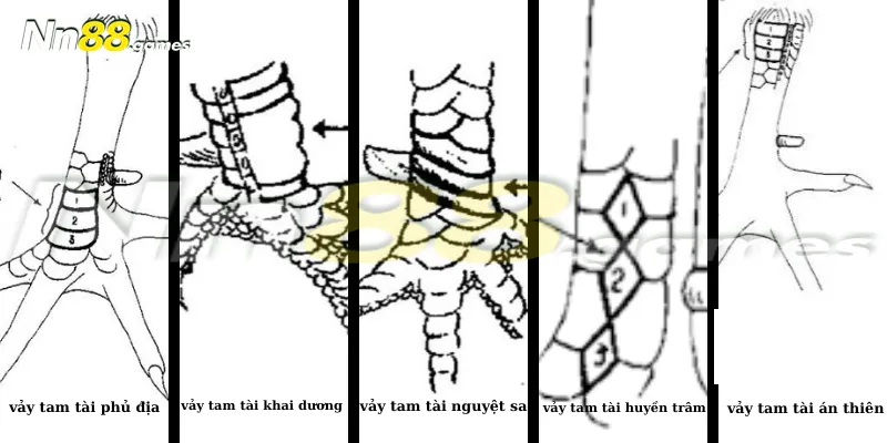 Những vảy gà quý hiếm dạng tam tài